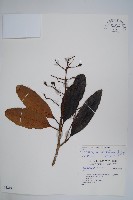 鈍葉大果漆, 小葉大果漆藏品圖，第1張