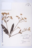 艾納香藏品圖，第1張