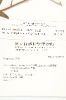 艾納香藏品圖，第2張