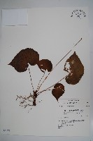 蘭嶼秋海棠藏品圖，第1張