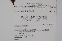 蘭嶼秋海棠藏品圖，第2張