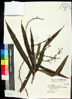 番仔林投藏品圖，第1張