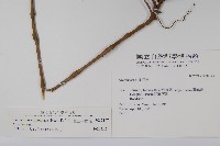 直立半插花藏品圖，第2張