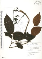 火筒樹藏品圖，第1張