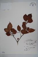 草野氏冬青藏品圖，第1張