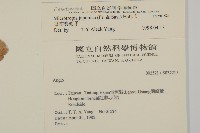 日本賽衛矛、日本假衛矛藏品圖，第2張