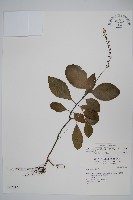 針刺草藏品圖，第1張