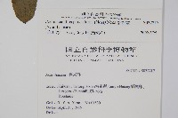 針刺草藏品圖，第2張