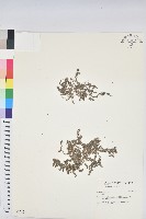 登錄號:S032221藏品圖，第1張