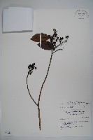 鐵冬青藏品圖，第1張