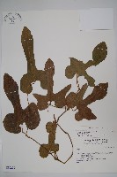 瓜葉馬兜鈴、青木香藏品圖，第1張