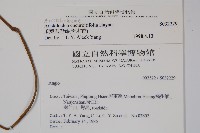 瓜葉馬兜鈴、青木香藏品圖，第2張