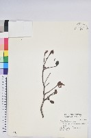 唐杜鵑、大屯杜鵑、中原氏杜鵑藏品圖，第1張