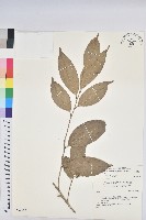 交力坪鐵色藏品圖，第1張