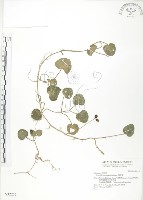 苞花蔓藏品圖，第1張