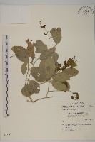 多花滇南蛇藤藏品圖，第1張