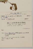 多花滇南蛇藤藏品圖，第2張