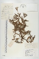 笑靨花藏品圖，第1張