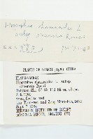 笑靨花藏品圖，第3張