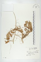 濱萊菔藏品圖，第1張