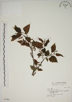 小桑樹藏品圖，第1張