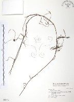 無根草藏品圖，第1張