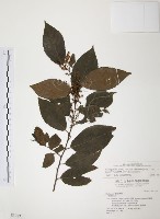 台灣山桂花藏品圖，第1張