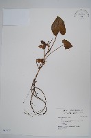 登錄號:S032276藏品圖，第1張