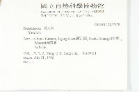 三葉山芹菜藏品圖，第2張