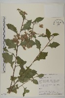 裂葉艾納香藏品圖，第1張