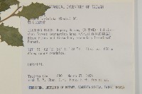 裂葉艾納香藏品圖，第2張