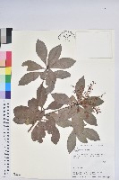 臺灣馬醉木藏品圖，第1張