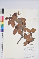 珍珠花、長尾葉越橘藏品圖，第1張