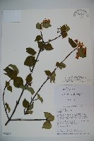 樺葉莢迷、玉山莢迷藏品圖，第1張