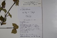 樺葉莢迷、玉山莢迷藏品圖，第2張