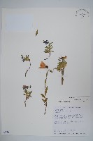 玉山沙參藏品圖，第1張