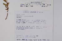 玉山沙參藏品圖，第2張