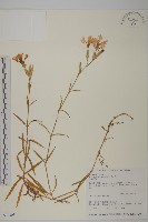 巴陵石竹藏品圖，第1張