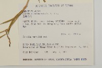 巴陵石竹藏品圖，第2張