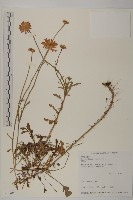 法國菊藏品圖，第1張