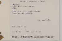 法國菊藏品圖，第2張