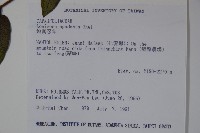 無梗忍冬藏品圖，第2張