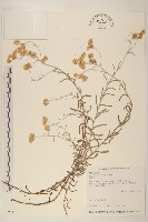 鼠麴草藏品圖，第1張