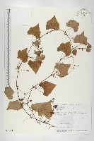 黑果馬交兒藏品圖，第1張