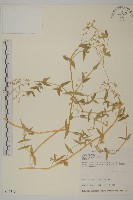 疏花繁縷藏品圖，第1張