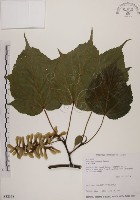 臺灣紅榨槭藏品圖，第1張