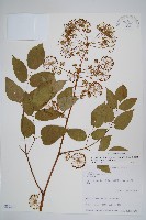 登錄號:S032330藏品圖，第1張