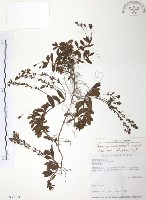 玉山水苦賈藏品圖，第1張