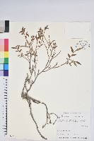 毛蕊花藏品圖，第1張