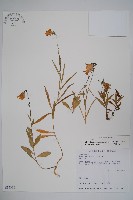 玉山沙參藏品圖，第1張